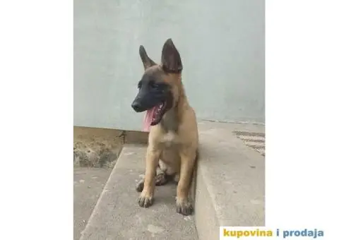 Belgijski Ovcar - Malonoa - 11/13