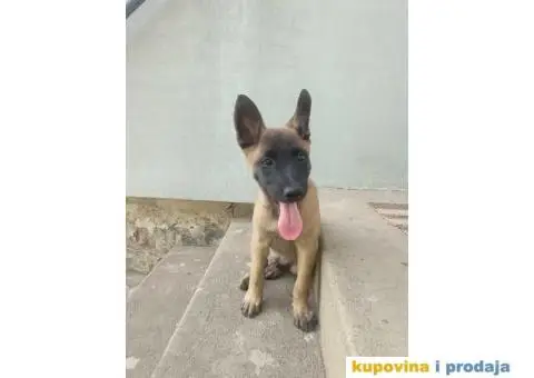 Belgijski Ovcar - Malonoa - 12/13