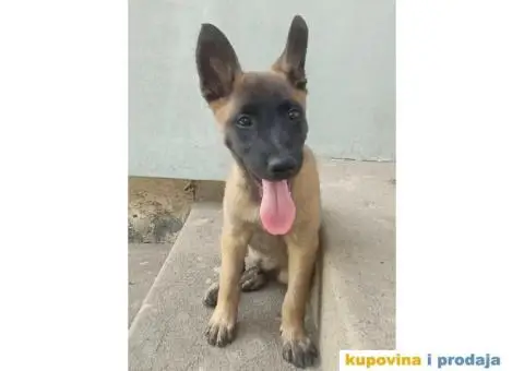 Belgijski Ovcar - Malonoa - 13/13