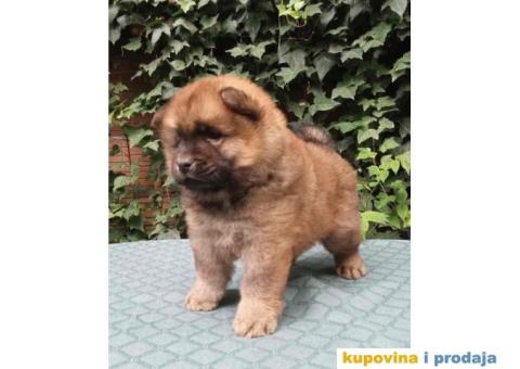 ČAU ČAU štenad, crveni  mali medvedici - 2/9