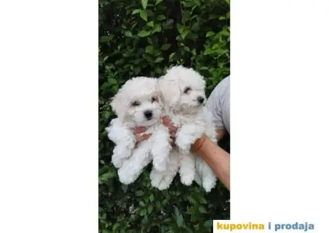 Na prodaju štenci kovrdžavog BIŠONA - 2/3