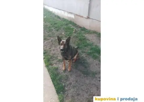 Poklanjam ženku malinoe godinu dana staru