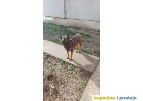 Poklanjam ženku malinoe godinu dana staru - 2/2