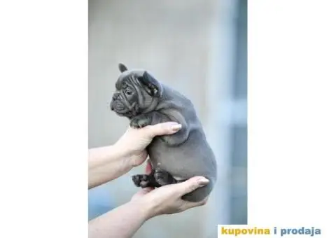 Egzoticni francuski buldozi - 5/5