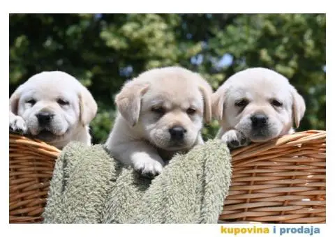 Labrador Retriver TOP PONUDA - 1/6