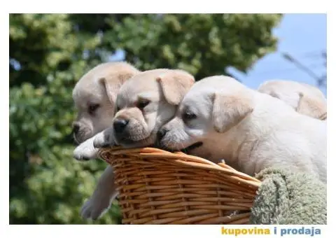 Labrador Retriver TOP PONUDA - 2/6
