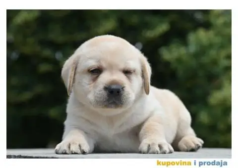 Labrador Retriver TOP PONUDA - 3/6