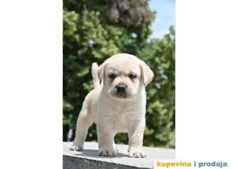 Labrador Retriver TOP PONUDA - 4/6