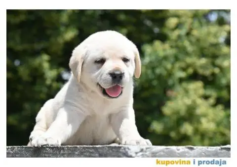 Labrador Retriver TOP PONUDA - 5/6