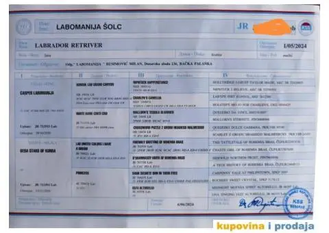 Labrador Retriver TOP PONUDA - 6/6
