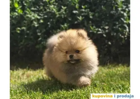 POMERANCI dva  prelepa, kvalitetna šteneta od 2 meseca - 1/5
