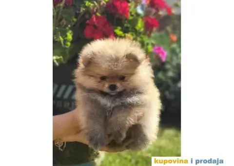 POMERANCI dva  prelepa, kvalitetna šteneta od 2 meseca - 2/5