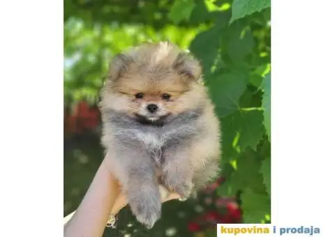 POMERANCI dva  prelepa, kvalitetna šteneta od 2 meseca - 3/5