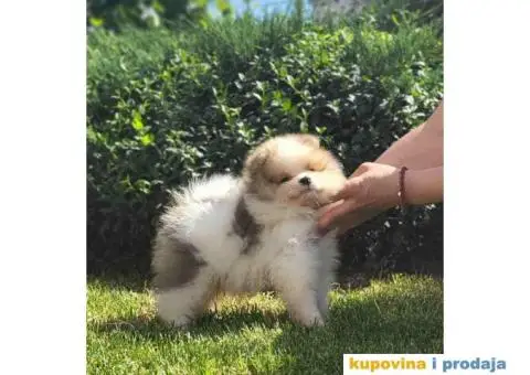 POMERANCI dva  prelepa, kvalitetna šteneta od 2 meseca - 4/5