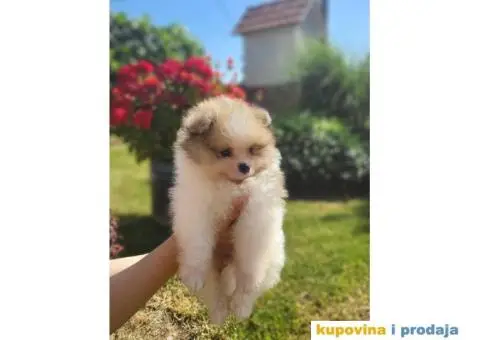 POMERANCI dva  prelepa, kvalitetna šteneta od 2 meseca - 5/5