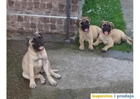 Bullmastif prelepi štenci - 1/3