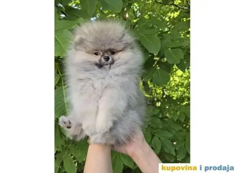 Pomeranac BOO medvedići AKCIJA - 1/15