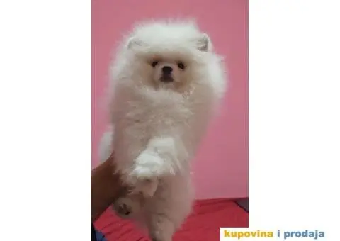 Pomeranac BOO medvedići AKCIJA - 2/15