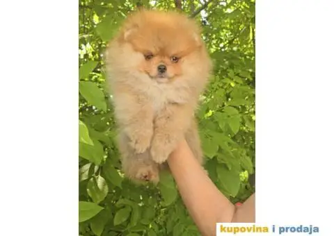 Pomeranac BOO medvedići AKCIJA - 3/15