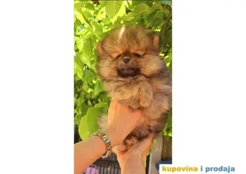 Pomeranac BOO medvedići AKCIJA - 4/15