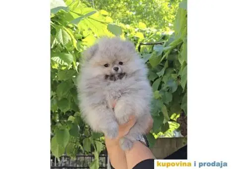 Pomeranac BOO medvedići AKCIJA - 5/15