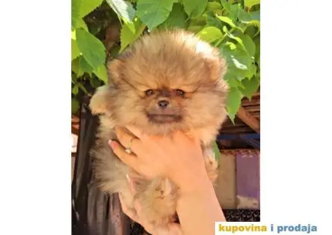 Pomeranac BOO medvedići AKCIJA - 6/15