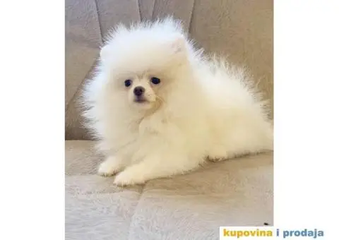 Pomeranac BOO medvedići AKCIJA - 8/15