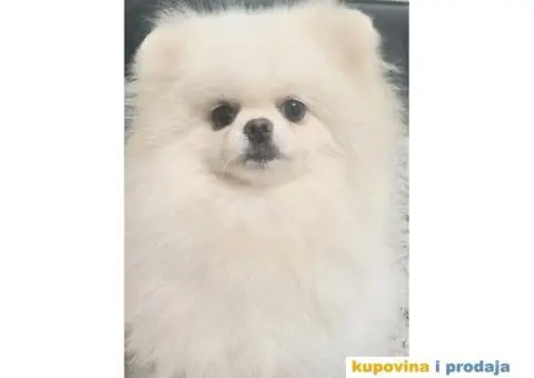 Pomeranac BOO medvedići AKCIJA - 9/15