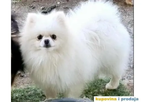 Pomeranac BOO medvedići AKCIJA - 10/15