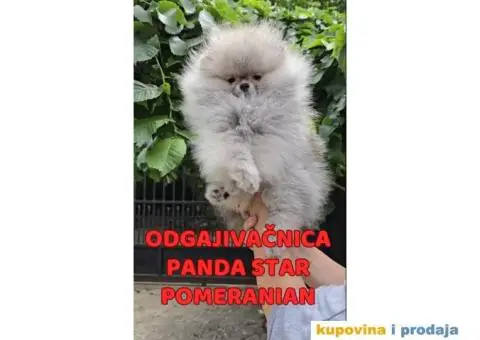 Pomeranac BOO medvedići AKCIJA - 11/15