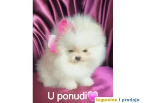 Pomeranac BOO medvedići AKCIJA - 12/15