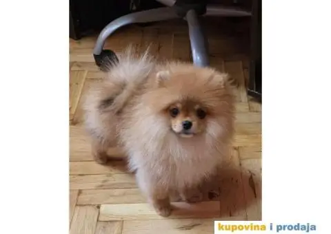 Pomeranac BOO medvedići AKCIJA - 13/15