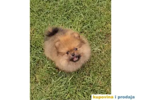 Pomeranac BOO medvedići AKCIJA - 14/15