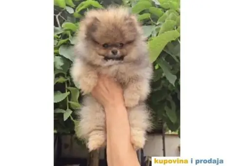 Pomeranac BOO medvedići AKCIJA - 15/15