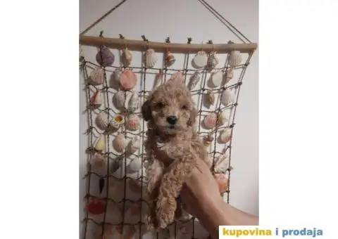 Patuljasta Pudla TOP štenci - 5/5