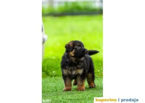 Dugodlaki nemački ovčar štenci - 1/13