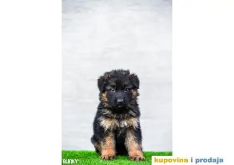 Dugodlaki nemački ovčar štenci - 2/13