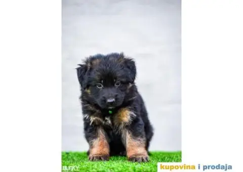 Dugodlaki nemački ovčar štenci - 3/13