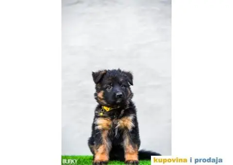 Dugodlaki nemački ovčar štenci - 4/13