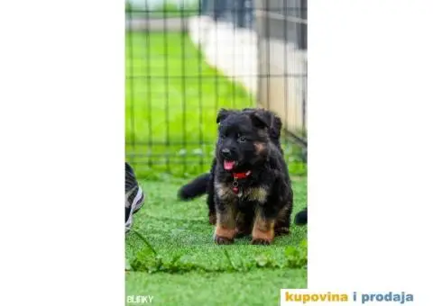 Dugodlaki nemački ovčar štenci - 5/13