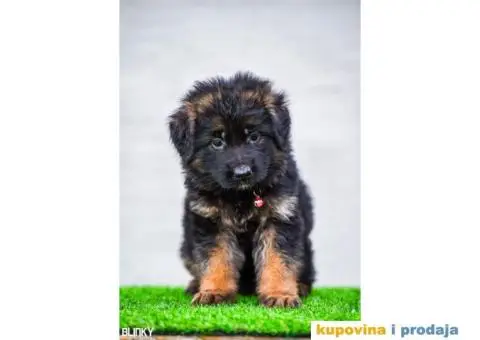 Dugodlaki nemački ovčar štenci - 6/13