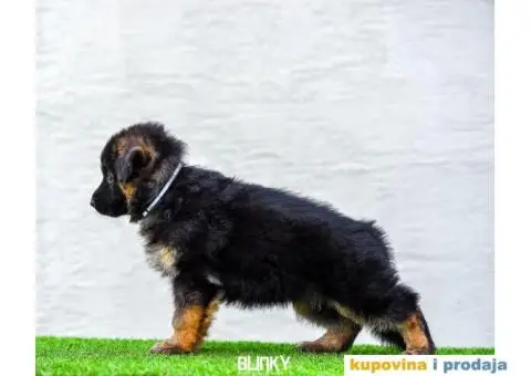 Dugodlaki nemački ovčar štenci - 8/13