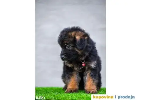 Dugodlaki nemački ovčar štenci - 9/13