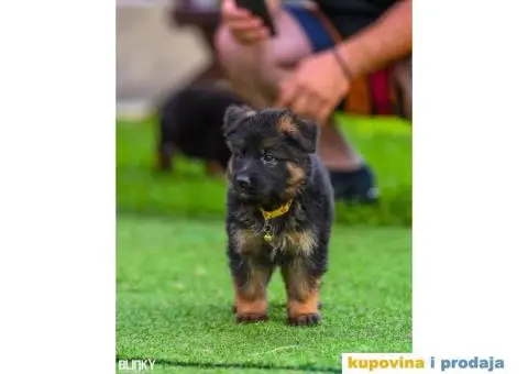 Dugodlaki nemački ovčar štenci - 10/13