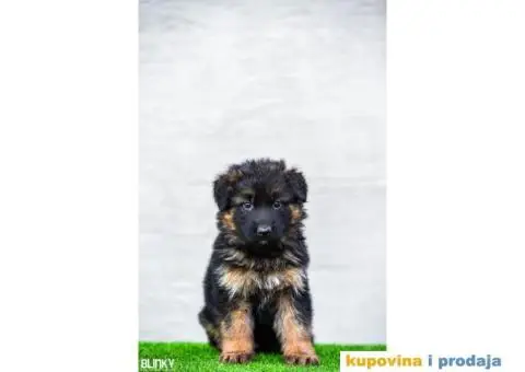 Dugodlaki nemački ovčar štenci - 11/13