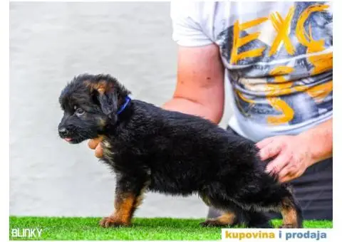 Dugodlaki nemački ovčar štenci - 12/13