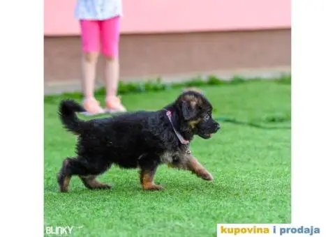 Dugodlaki nemački ovčar štenci - 13/13