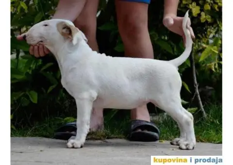 SUGAR SKULL odgaivacnica bull terrijera - 1/9