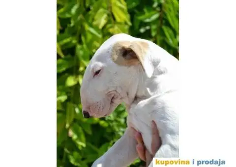 SUGAR SKULL odgaivacnica bull terrijera - 2/9