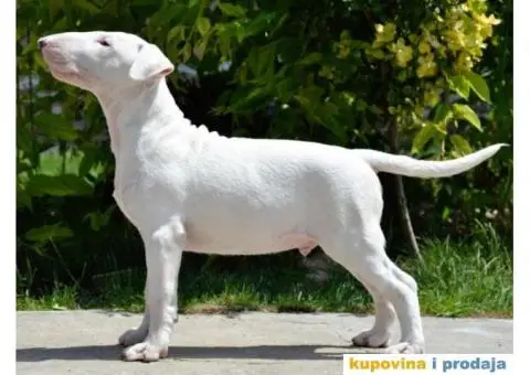 SUGAR SKULL odgaivacnica bull terrijera - 3/9